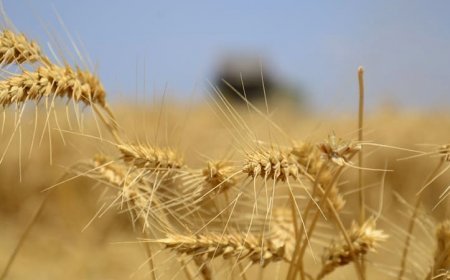 Konya Çiftçisi Bahar Yağmuru Bekliyor