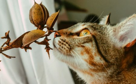 Hayvan Hakları Nedir?