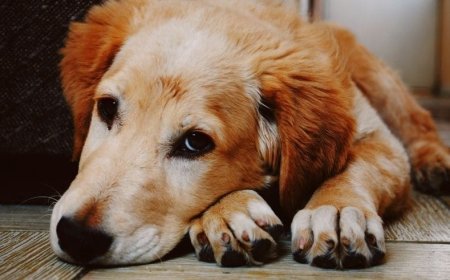 Hayvan Katliamı Suç Mudur?