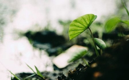 Doğayı Neden Korumalıyız?