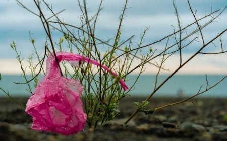 Çevre Kirliliği Sorunları